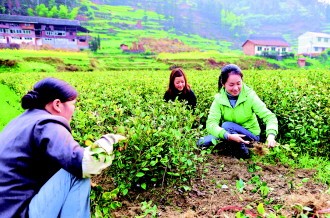 锦屏县投入1500余万元实施10886亩油茶林种植和改造